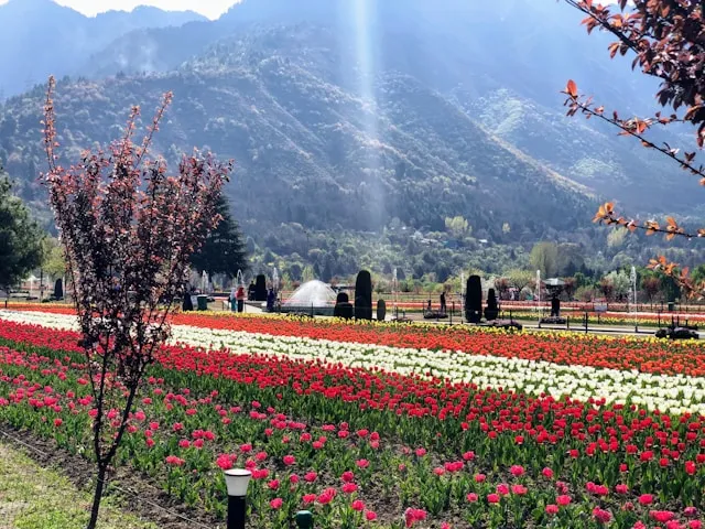 Complete Guide to Kashmir 2025: Explore Every Corner of Paradise on Earth