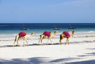 Pushkar Rajasthan Tour Guide
