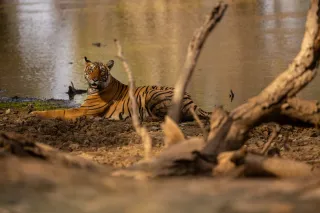 Sundarbans Travel Guide
