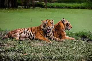  Bandhavgarh National Park Travel Guide