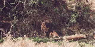 Khawnglung Wildlife Sanctuary Travel Guide