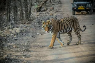 Ranthambore National Park Travel Guide