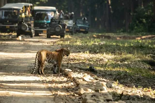 Jim Corbett Travel Guide