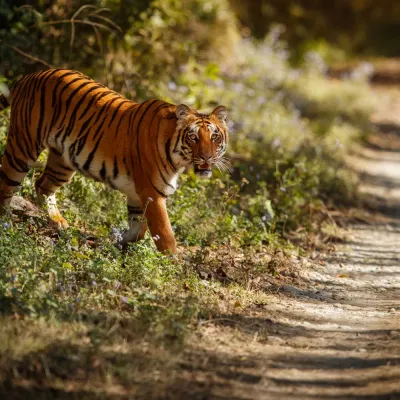 Pilibhit Tiger Reserve:  Known for its diverse wildlife, it’s perfect for capturing nature in its most pristine form.