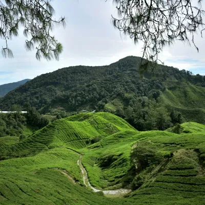 Cameron Highlands: Offers cool climate, lush tea plantations, strawberry farms, and scenic trails.