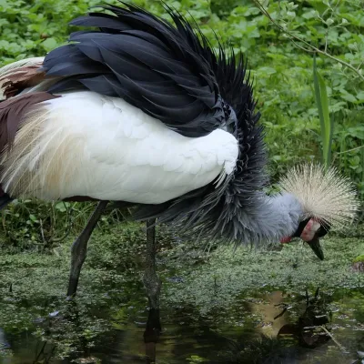Black-necked Crane Center: Phobjikha Valley "Honoring Bhutan’s elegant winter guests."
