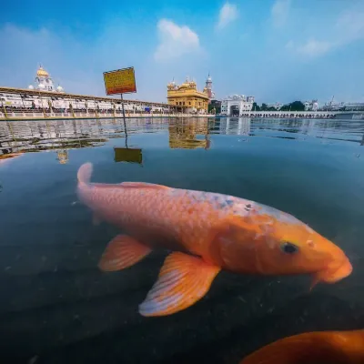 Golden Temple Views – Sacred Architecture & Devotion Captured