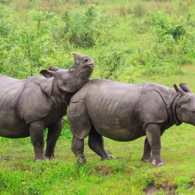 Kaziranga National Park, Assam, India