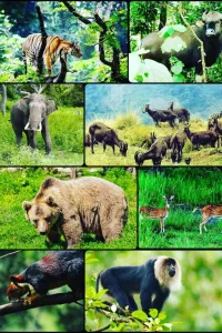 Khawnglung Wildlife Sanctuary