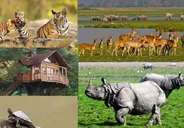 Kaziranga National Park Tour Package